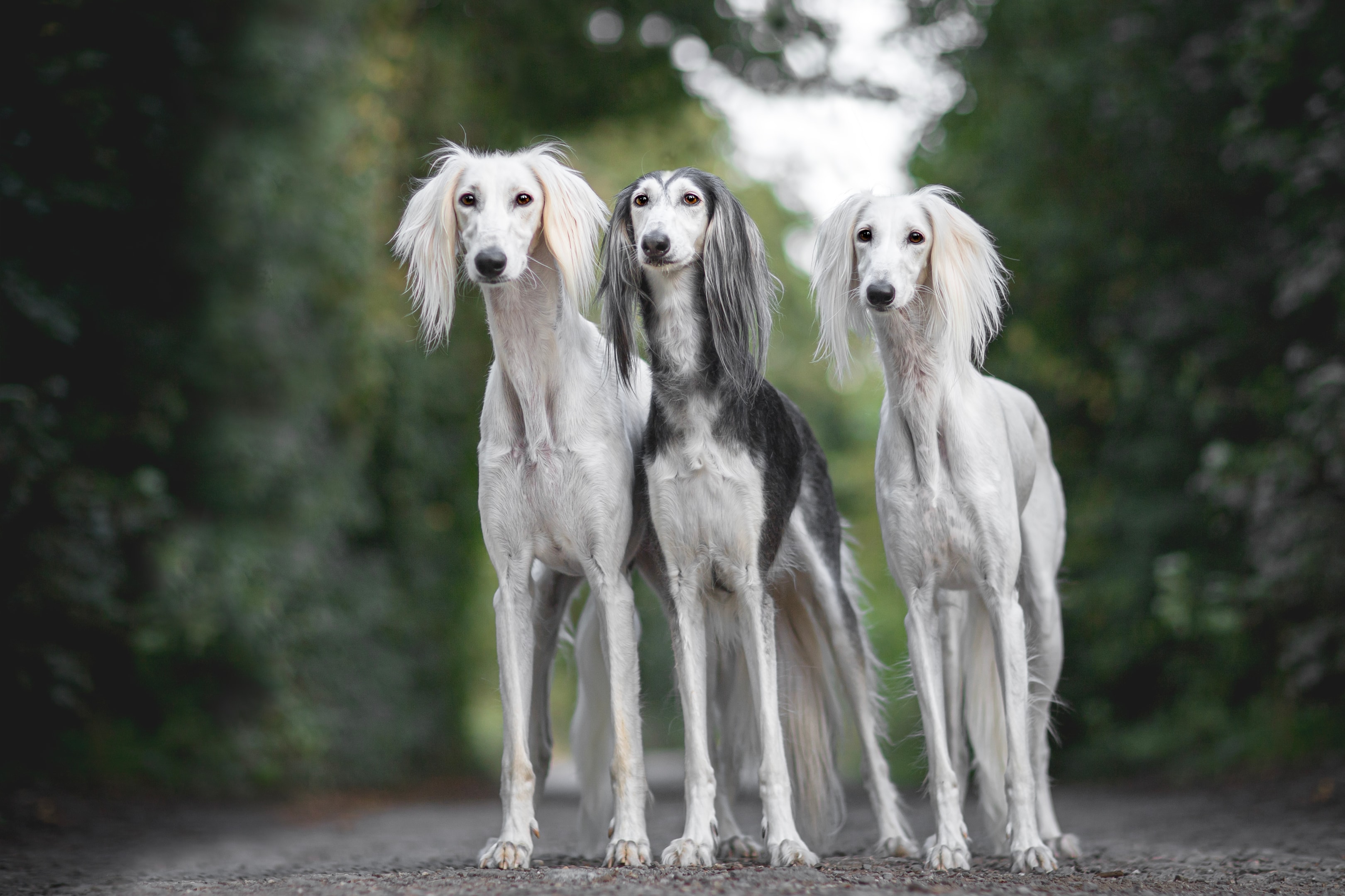 Three adult Salukis standing beside a forest highlighting the athletic build of the breed