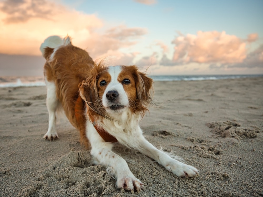 The Nederlandse Kooikerhonje laying on a beach