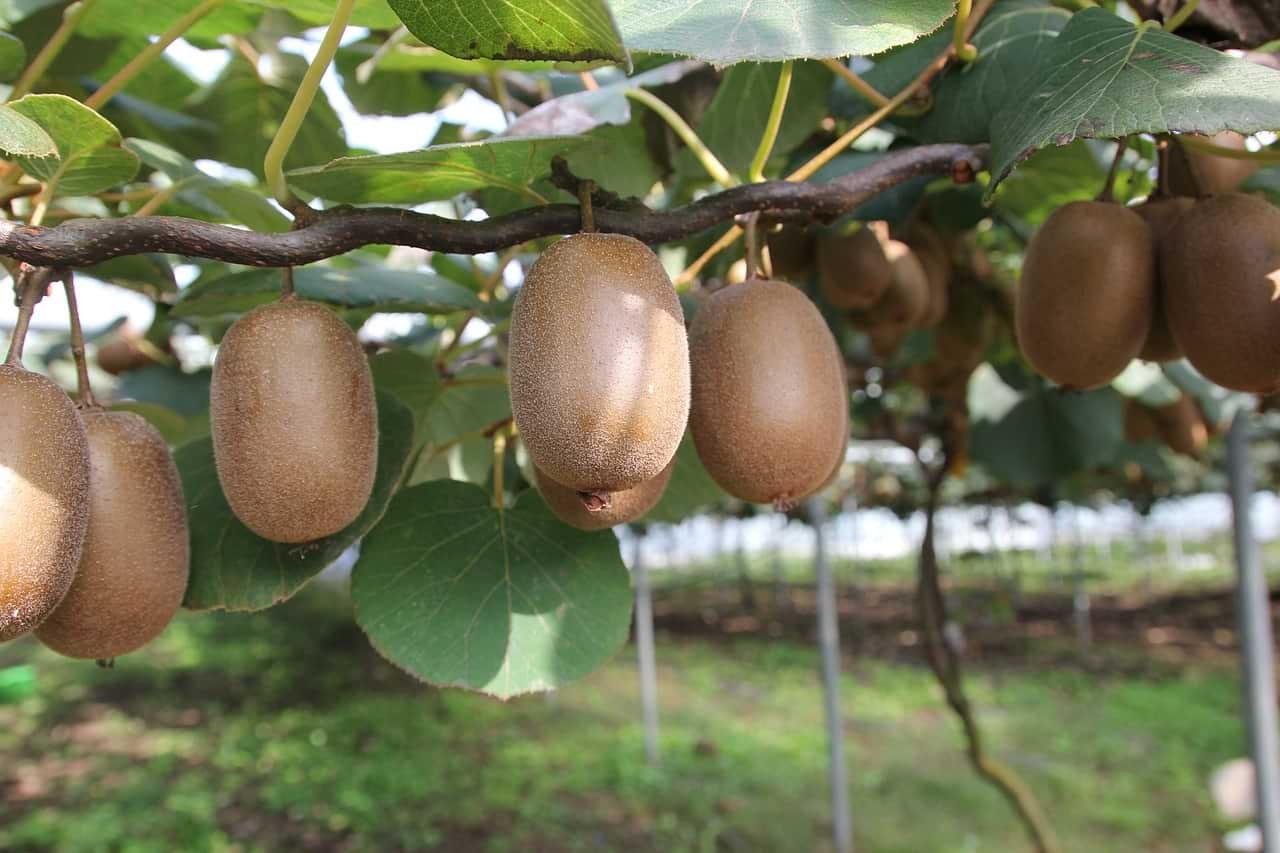 Kiwi to tak naprawdę pnącze!