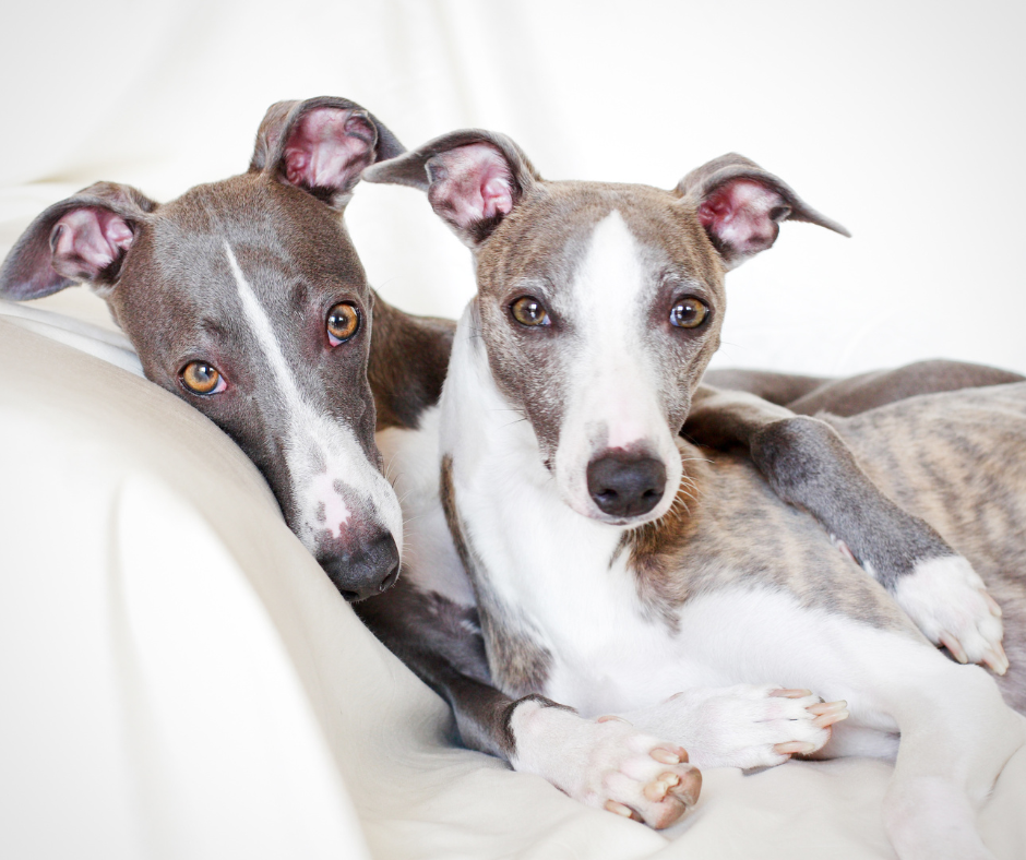 Two Whippets cuddling next to each other