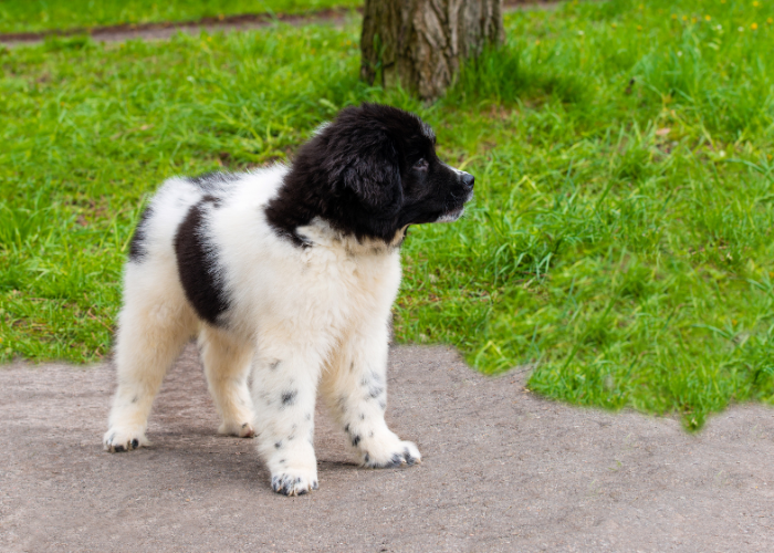 23 Cold Weather Dog Breeds (That Love Snow and Winter!)