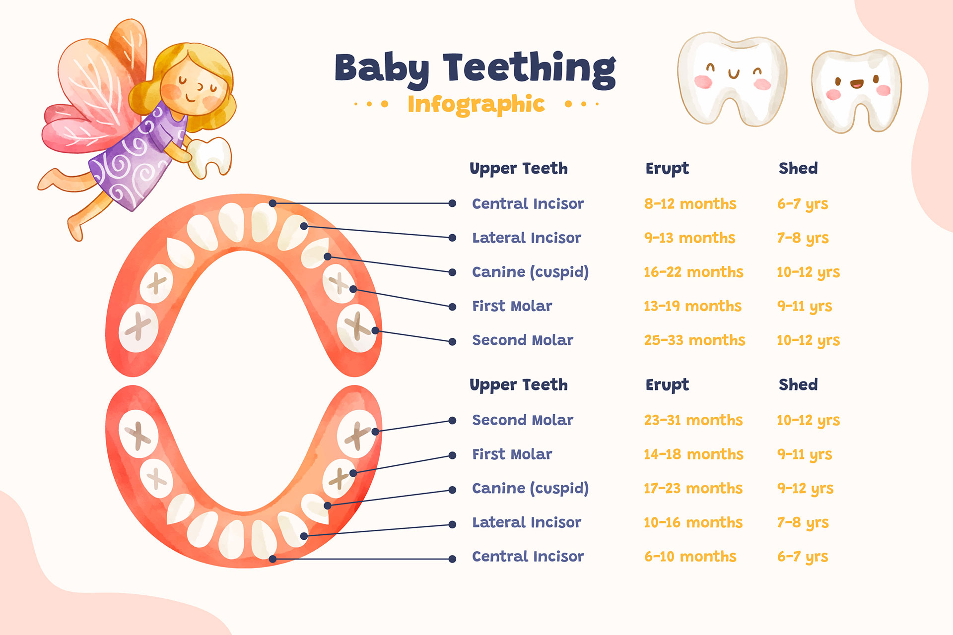 Timeline - Your Baby's Teeth Chart