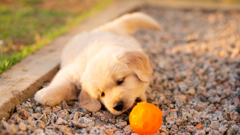 60+ Names for Golden Retrievers - PetHelpful