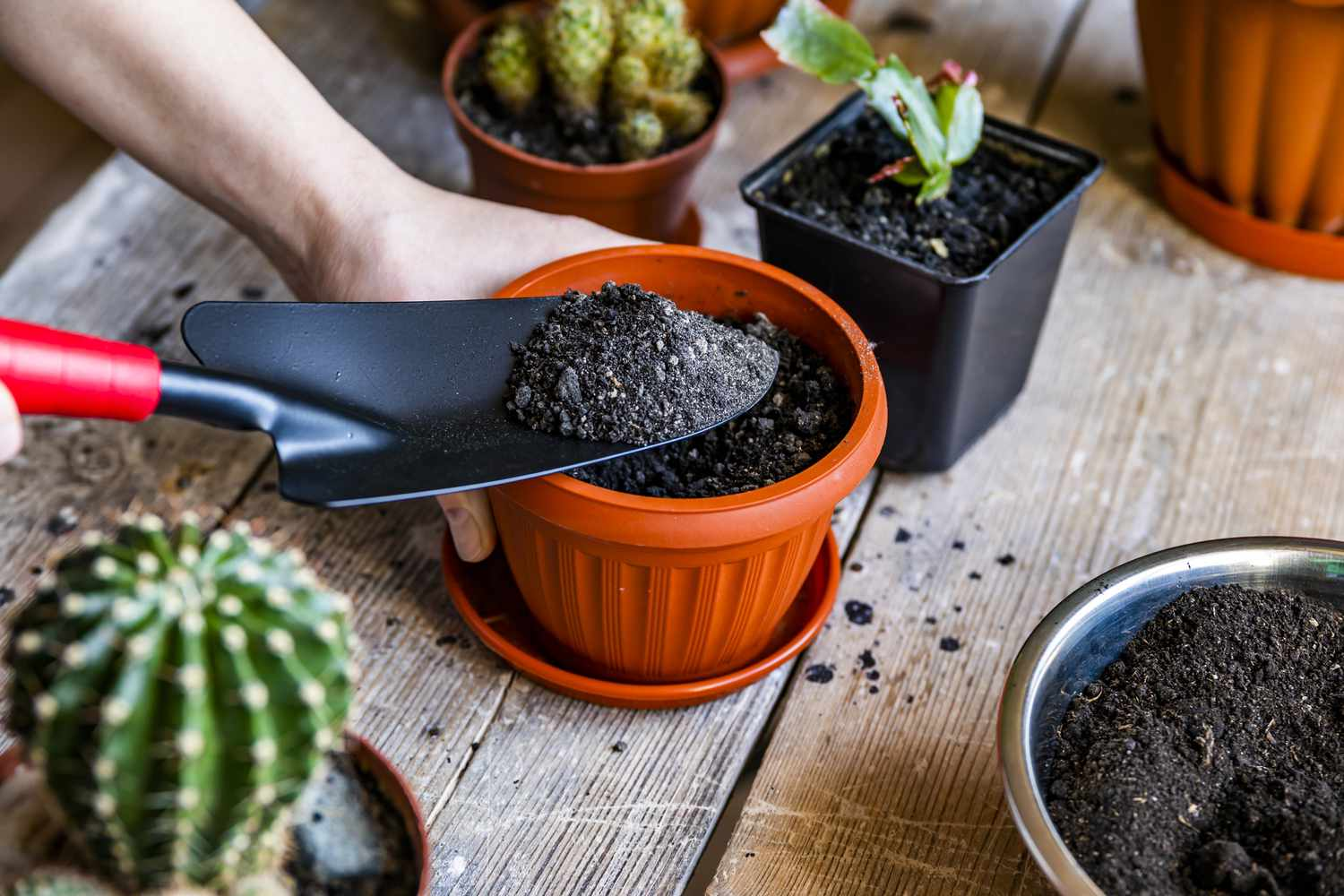 grow cacti, repot cacti, cactus replanting