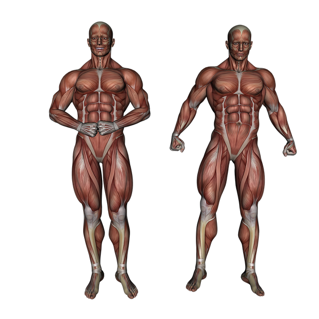 muscle, muscular system, anatomy, bodybuilding, muscle anatomy, physical, medical, body, human, medicine, biology, system, physiology, musculature, muscular, anatomical, biceps femoris, gastrocnemius, gracilis, ligament, 3d illustration, tensor fasciae latae, model, structure, tendon, health, male, gym, muscle, muscle, muscle, muscle, muscle, muscular system, muscular system, muscular system, anatomy, anatomy, anatomy, anatomy, bodybuilding, muscle anatomy, gym, gym, gym