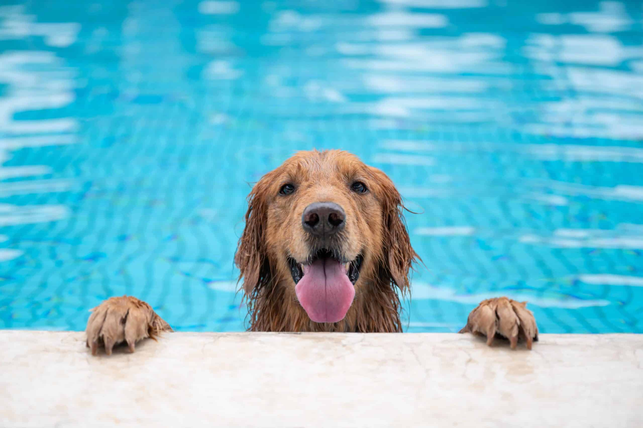 teach your dog to swim, dog swim, swimming pool