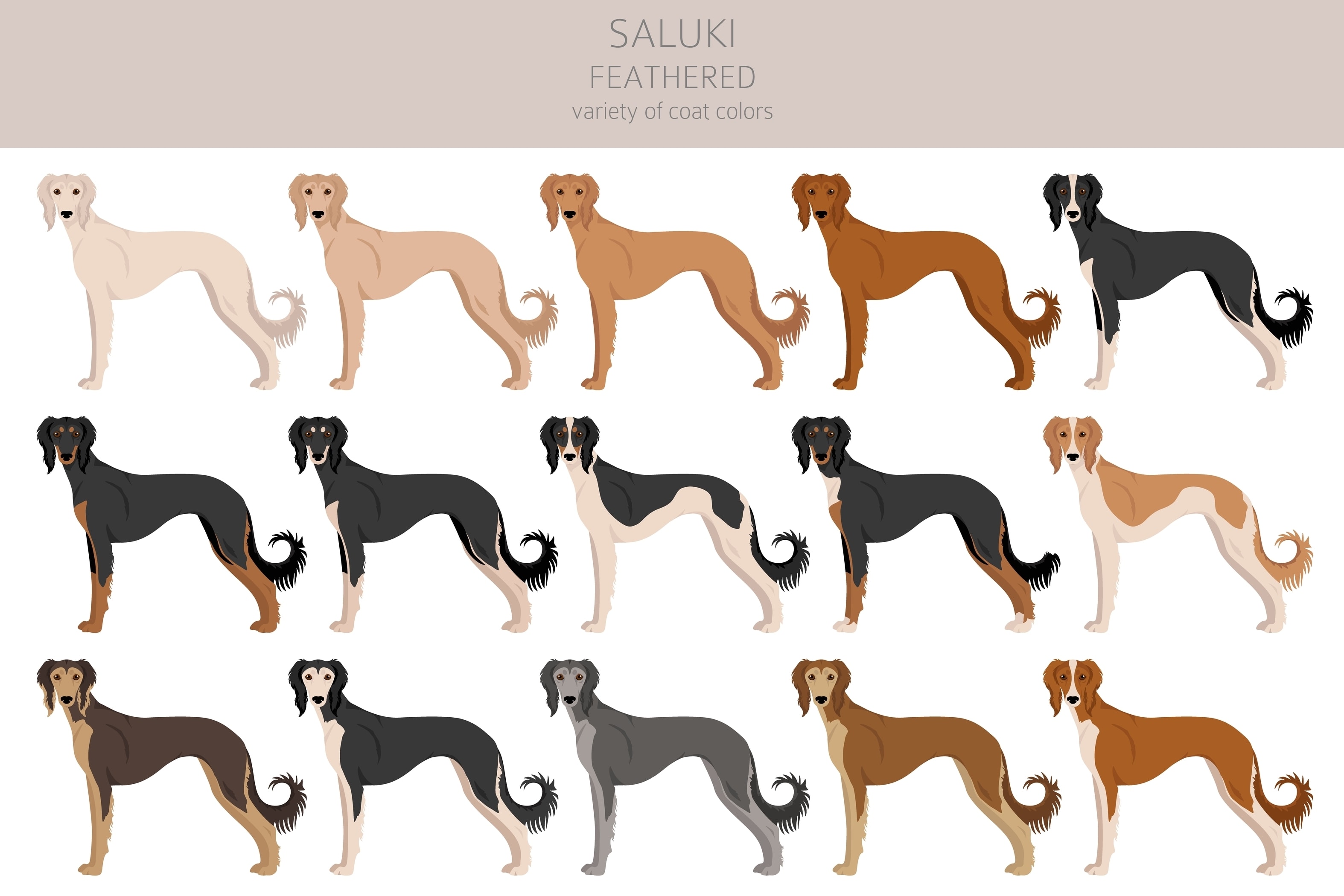 An infographic showing the many coat colors of the Saluki