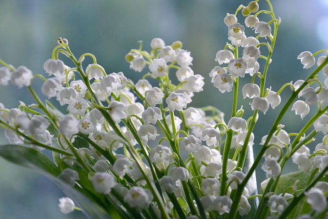 lilies of the valley, flowers, white flowers