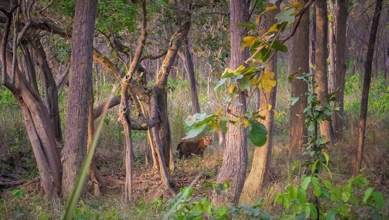 Royal Bengal Tiger Spotted during the jeep safari