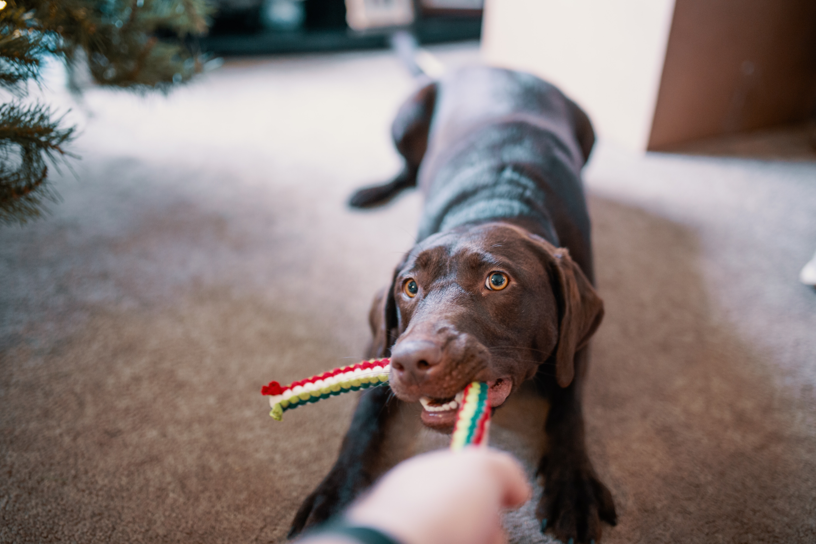 chocolate labrador with rope