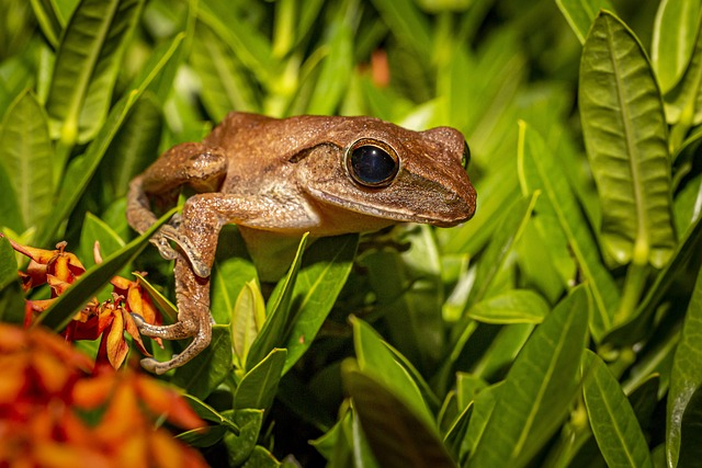 frog, portrait, thailand
