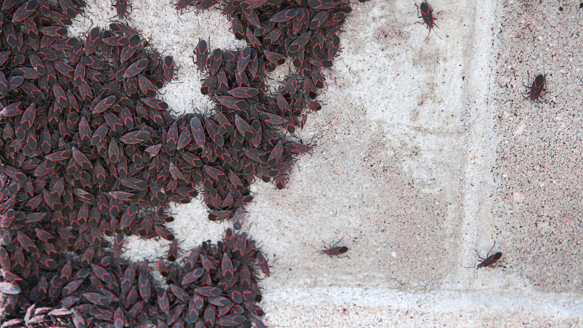 An image of box elders swarming on gray concrete outside.