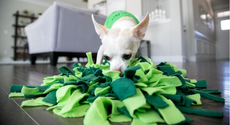 DIY: Make Your Dog (or Cat) a Snuffle Mat