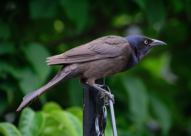 common grackle, bird, perched