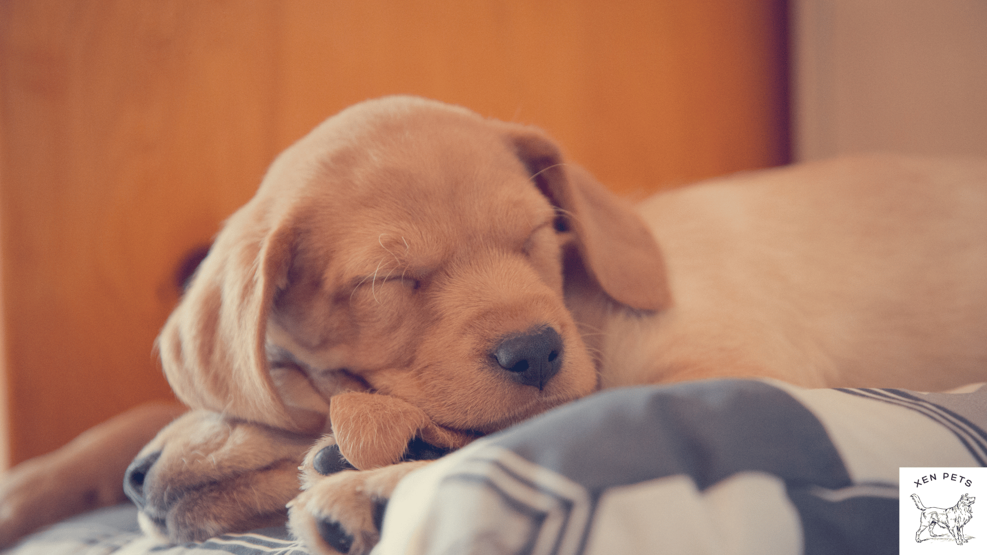 Puppy Sleep Schedule 2024 Training Guide Xen Pets