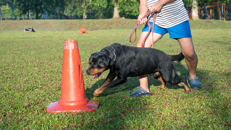 bafd3b3d 7102 4b2b b3df 0f21fcbdd86f How to Train an Aggressive Dog: A Comprehensive Guide