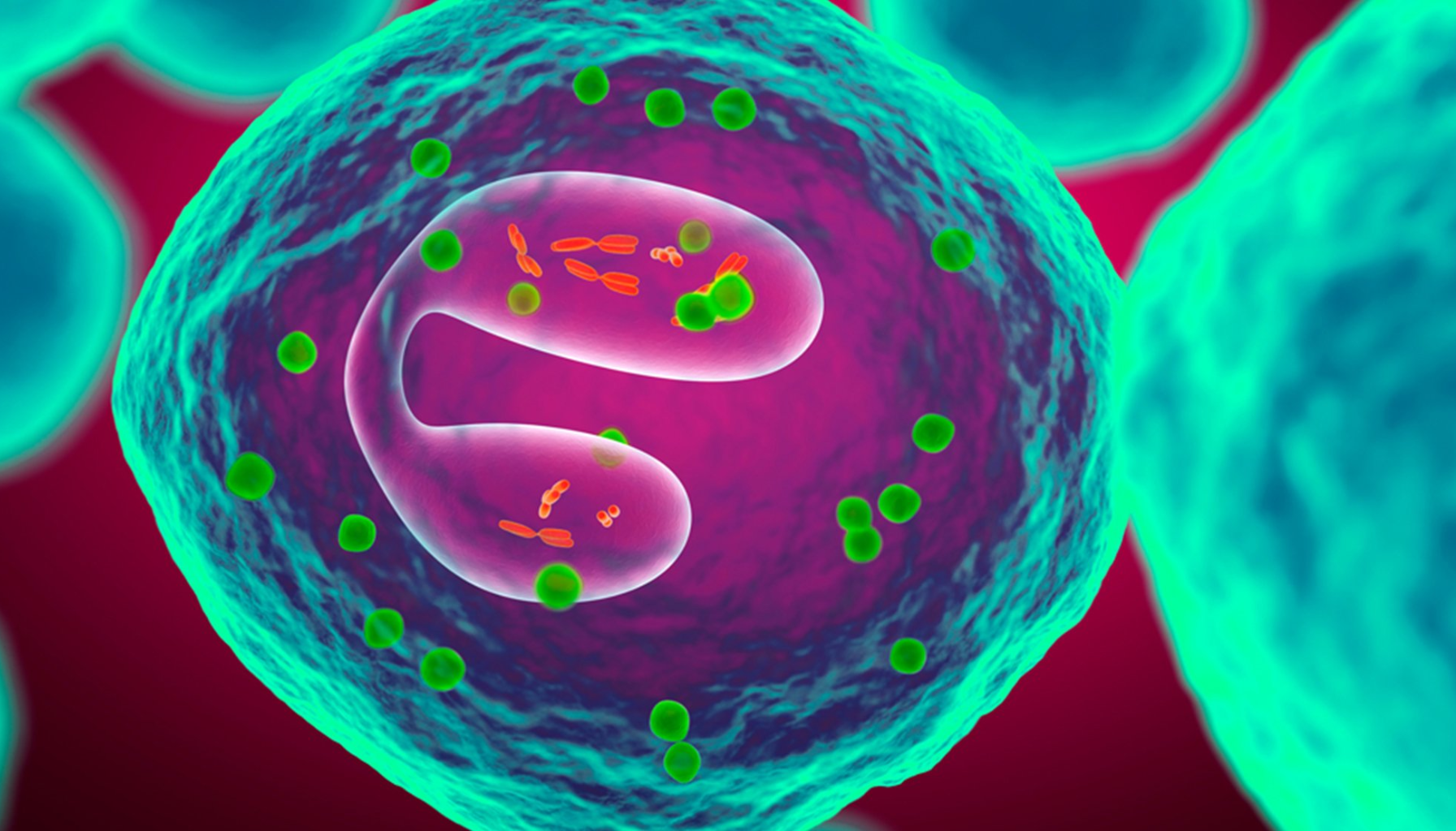 Illustrasjon av en hvit blodcelle med lilla kjerne og grønne partikler på rosa bakgrunn.