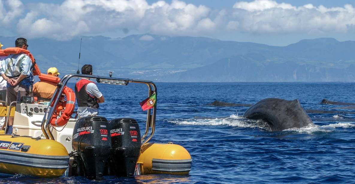 Whale watching off the Azores islands