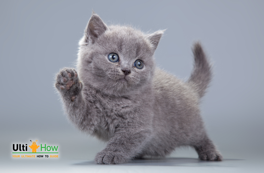 Ensure Your Home Is Kitty-Friendly in a post about How To Stop Your Kitten From Biting