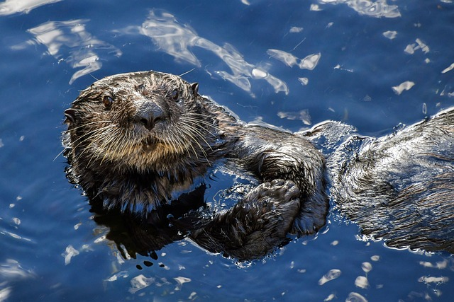 sea otter, aquatic animal, blue