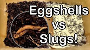 Slug Wars Trilogy pt. III - Eggshells vs Slugs - YouTube