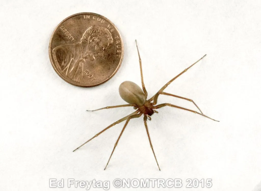 An image comparing a brown recluse to the size of a penny.