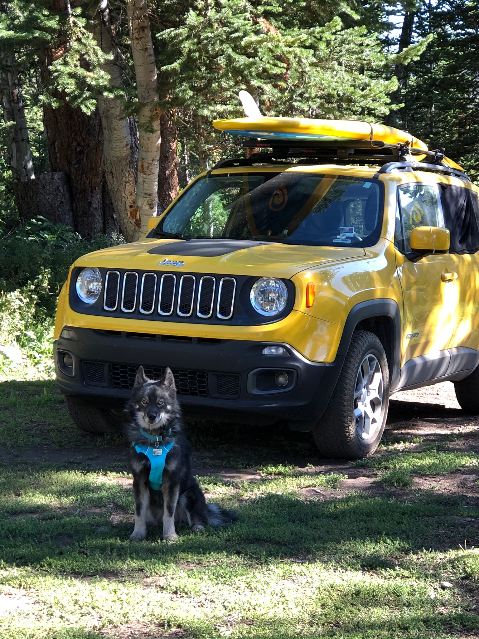 A stand up paddle board in this set up takes up a lot of realestate on the jeep. Ekko waiting for his paddle board to be unloaded.
