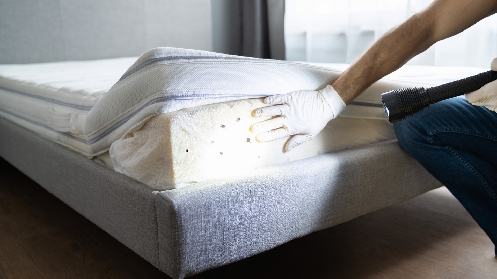 A mattress is inspected for bed bugs with a flashlight and gloves.