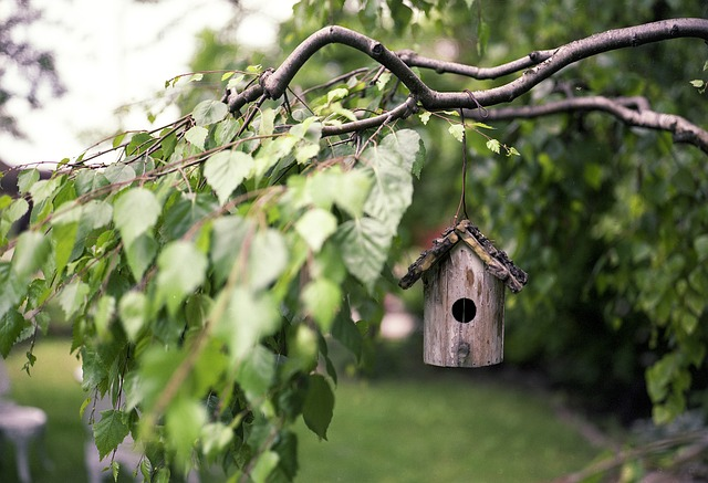 bird feeder, branches, backyard