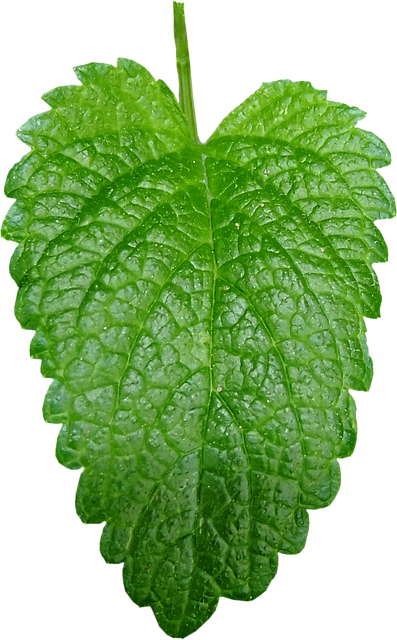 honeydew, melissa officinalis, a letter, green, herb, herbs, lemonka, marulka, madlinka, melisa, bee, honeydew, melissa officinalis, melissa officinalis, melissa officinalis, herbs, herbs, herbs, melisa, melisa, melisa, melisa, melisa, bee