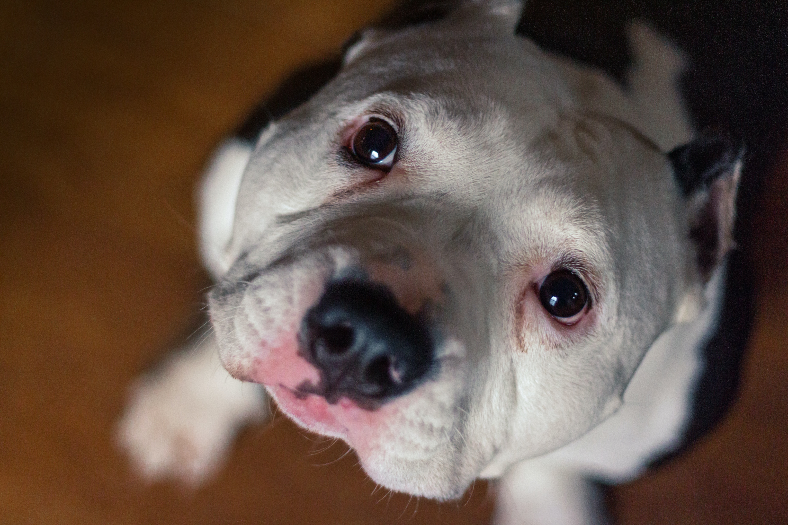 An American bull staring up with puppy eyes.