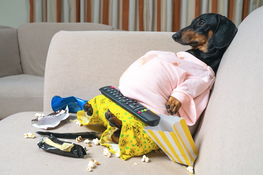 A dachshund, embodying the phrase