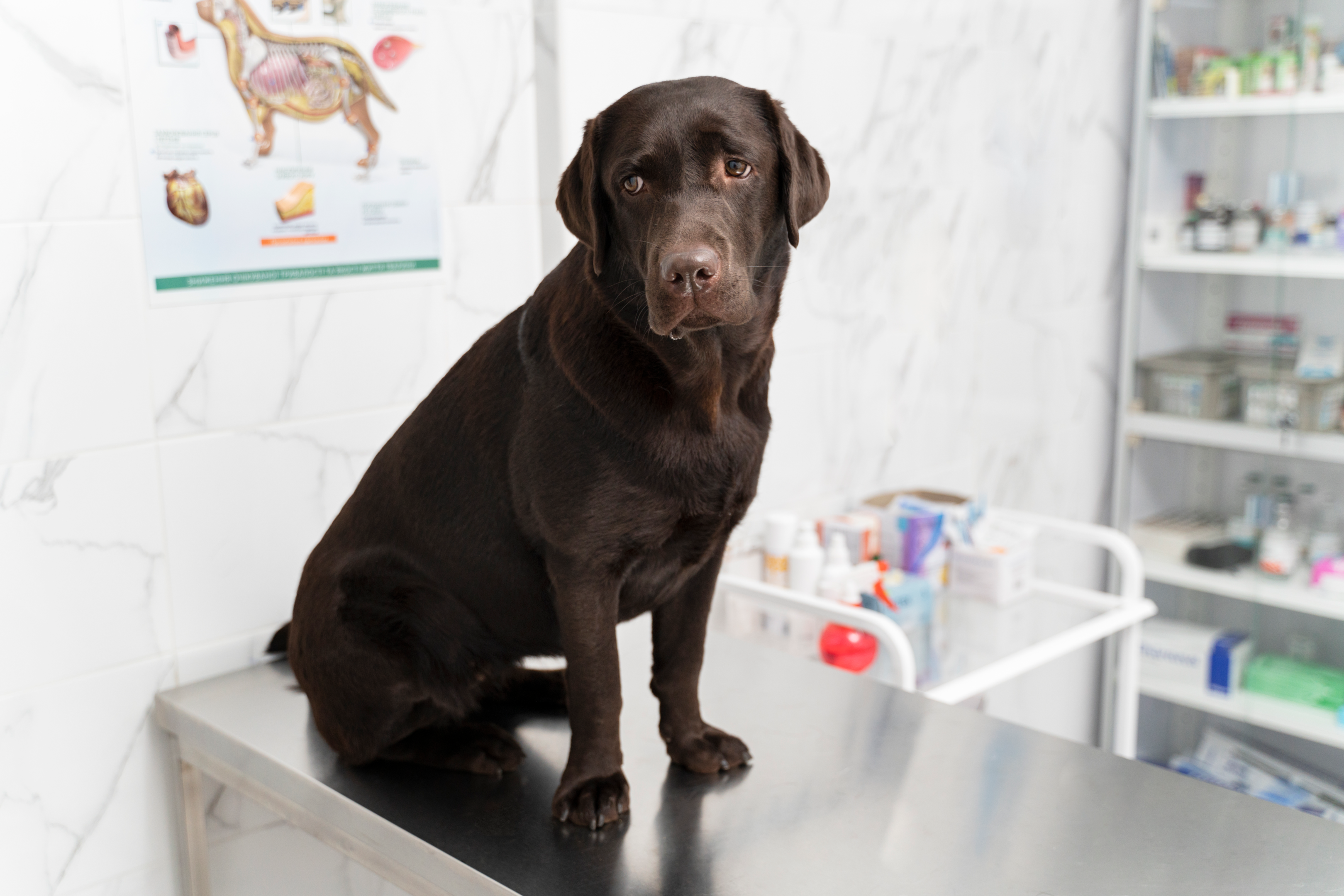 grooming facility, table top, pet