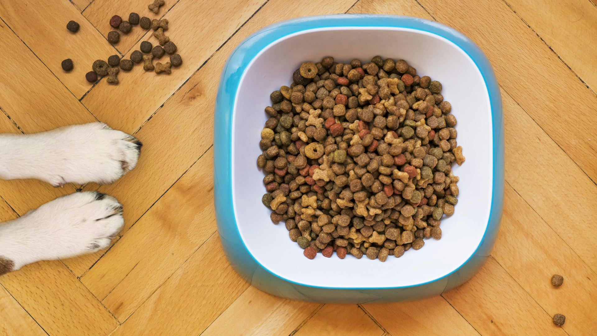 Hund, Hunde, Ernährungsbedürfnisse, Futter, Futtermenge