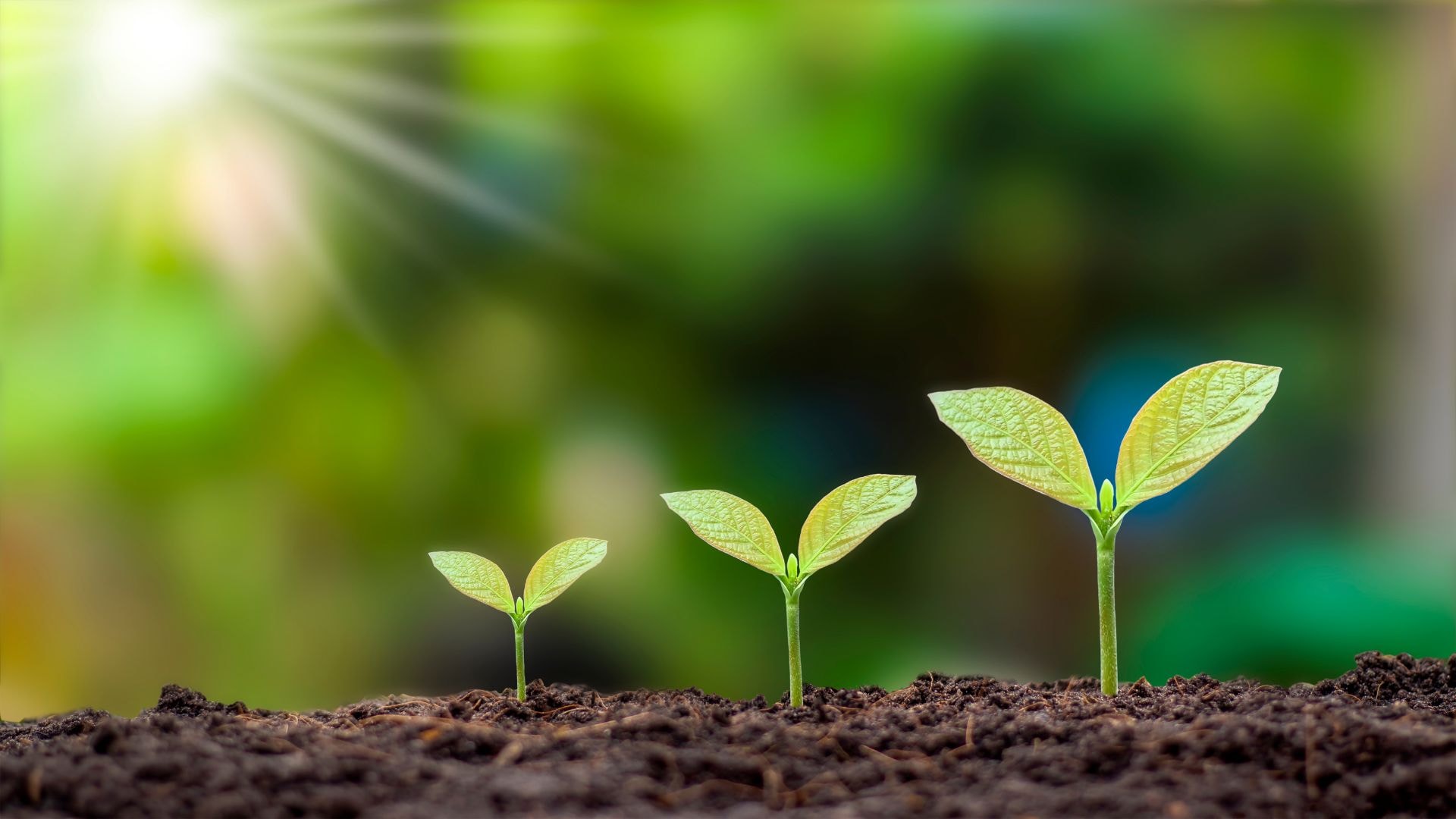 Growing Your Church
