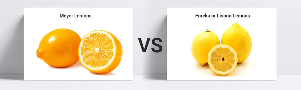Meyer lemons vs. Eureka Lemon and Lisbon Lemons