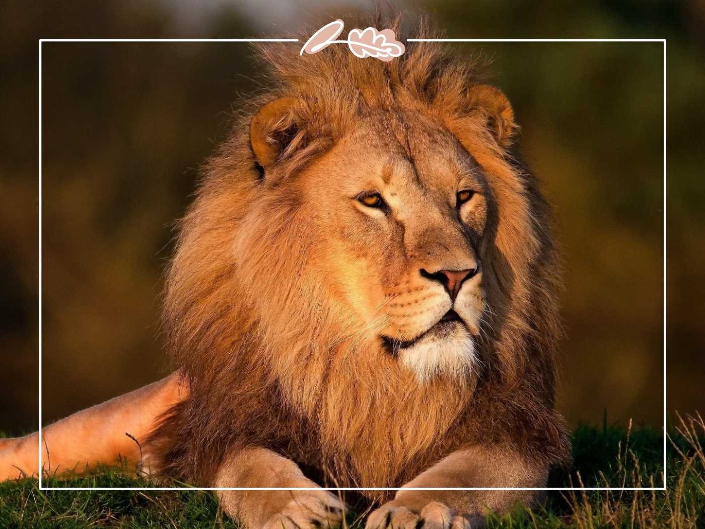 A majestic lion lounging in the grass with a serene expression, showcasing its regal mane - Fabulous Flowers and Gifts.