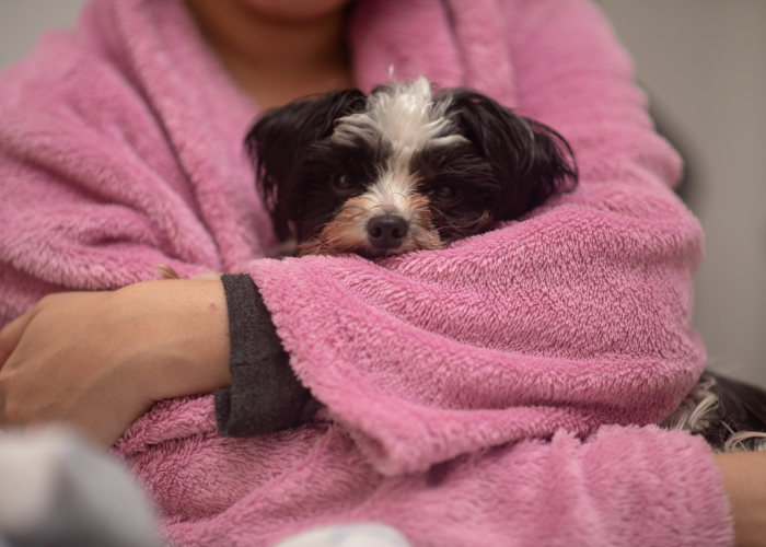 Top 6 Hypoallergenic Teacup Dog Breeds (With Pictures)