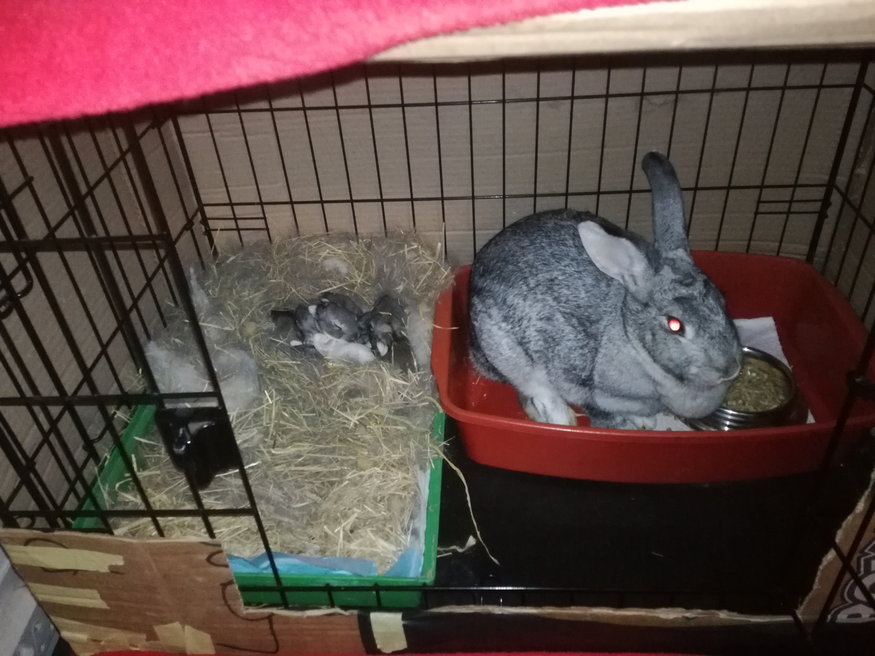 bunnies in indoor enclosure