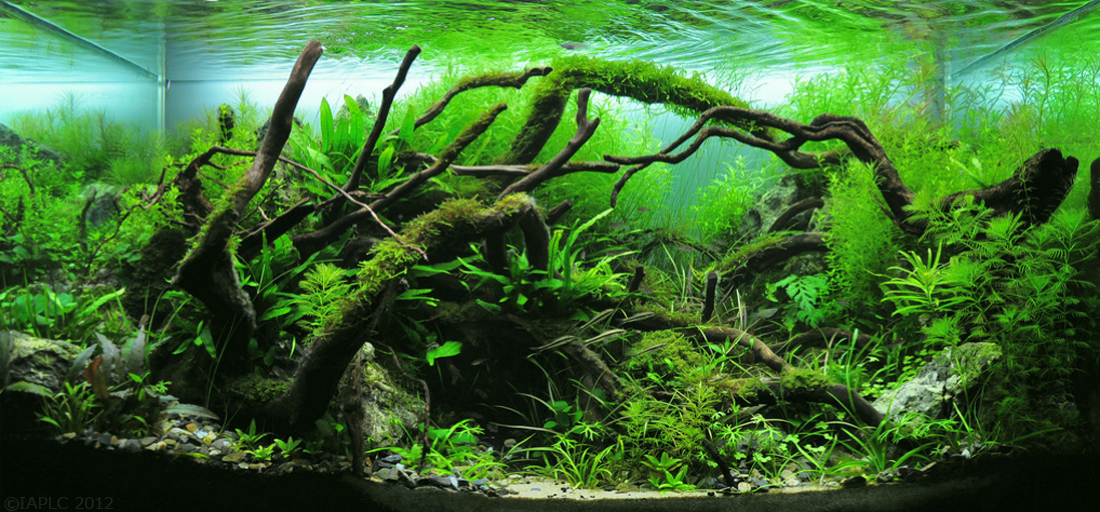 A mature, established aquascape-the result of consistent care over time.