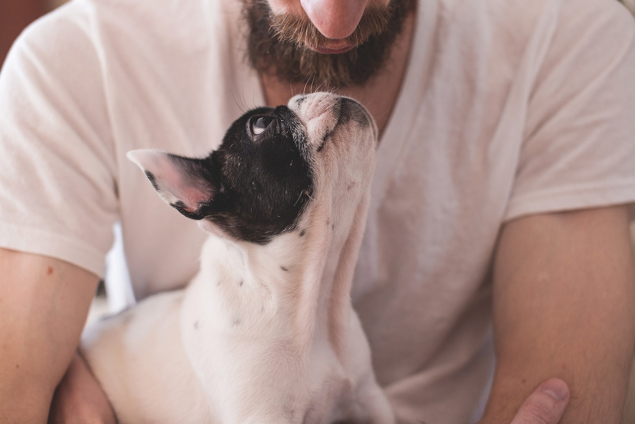 Dog Staring at Owner