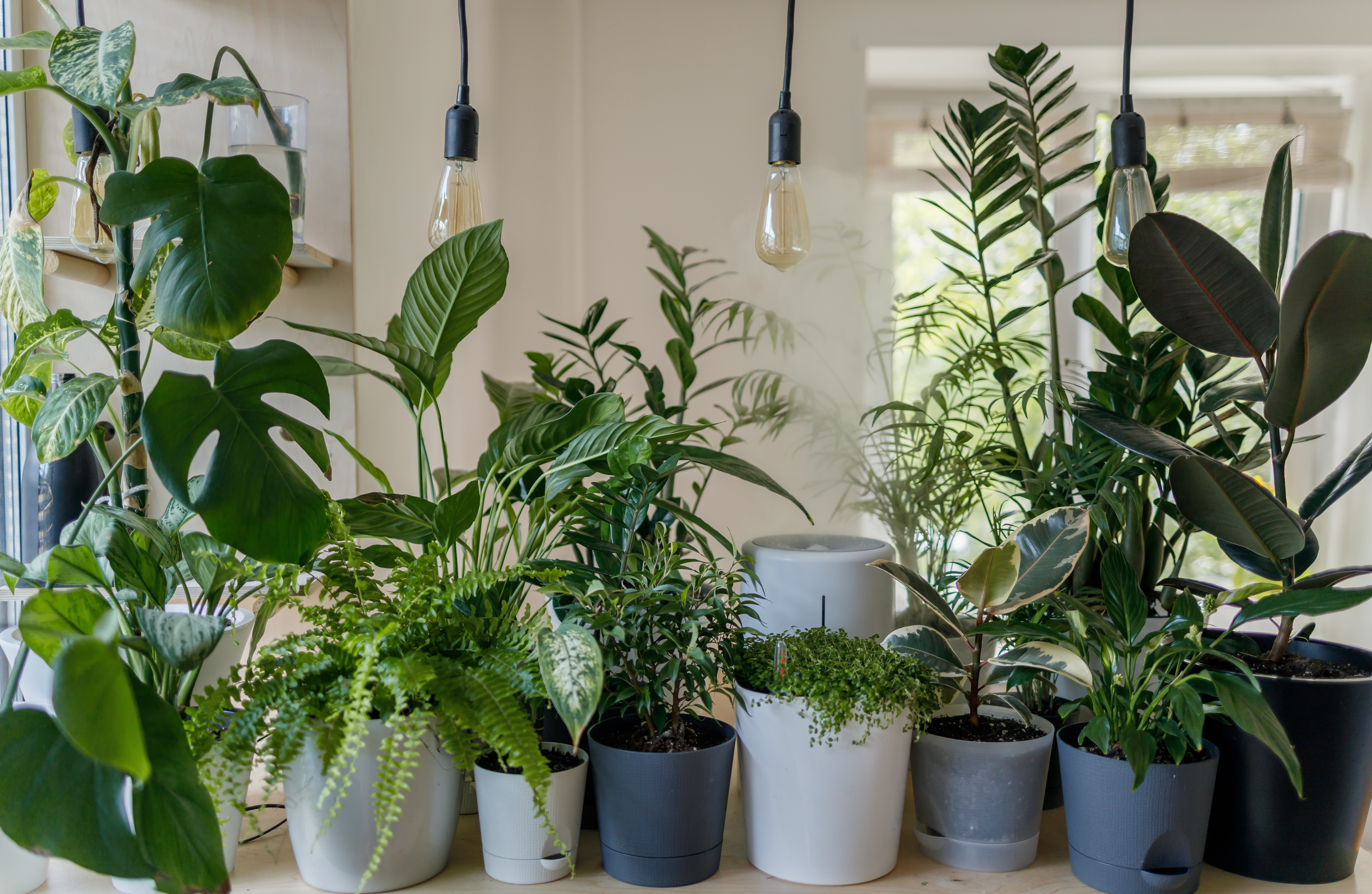 Interior landscape plants should be planted in moist soil and placed in direct sunlight