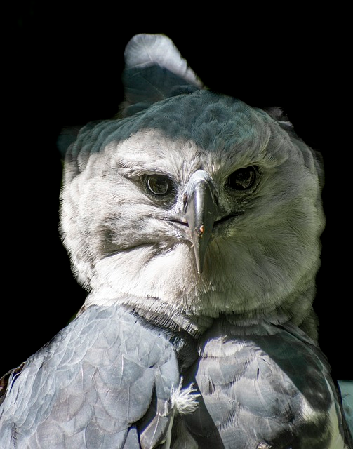 harpy, eagle, bird