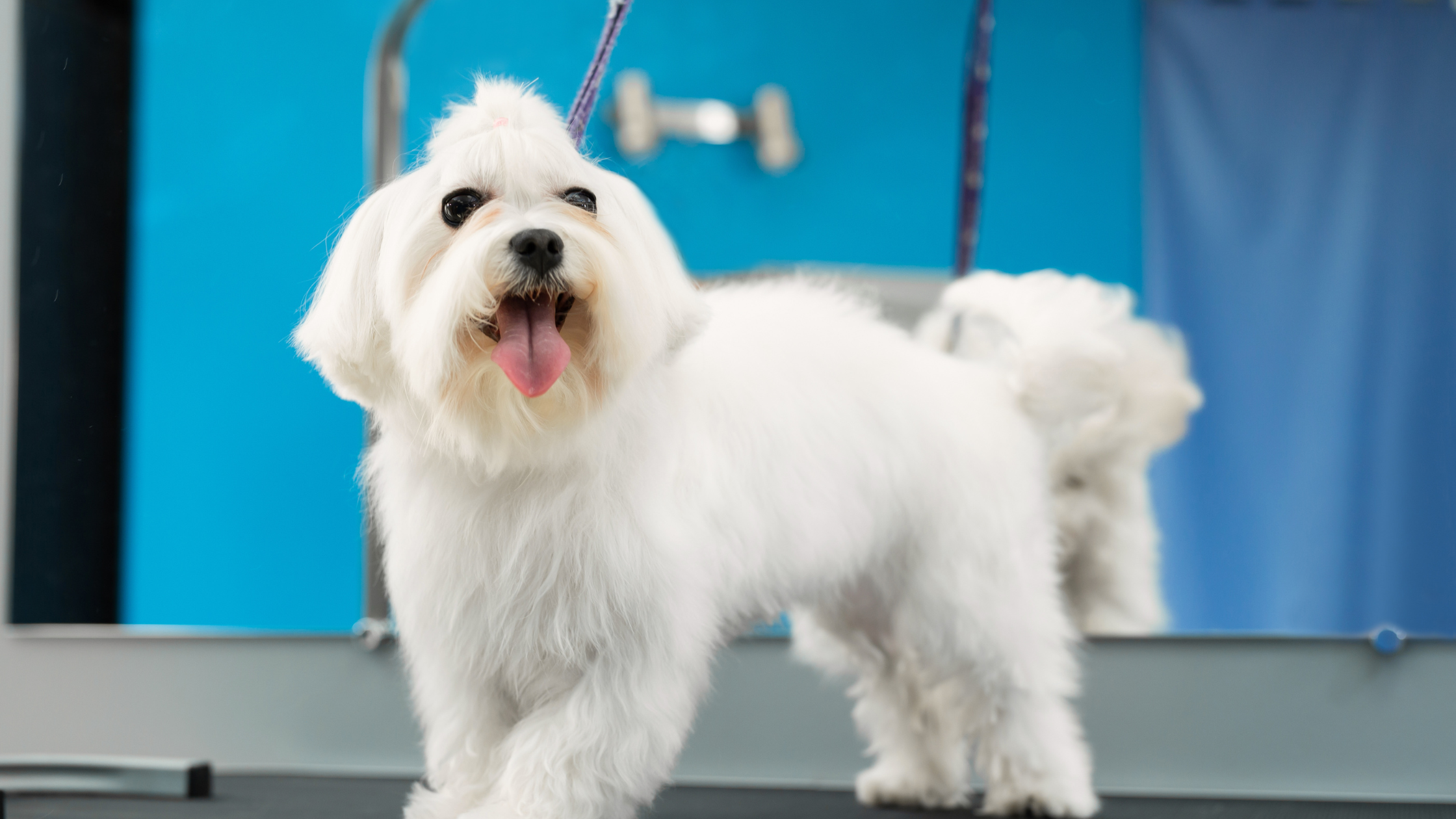 A well groomed Bolonka standing on a groomers table