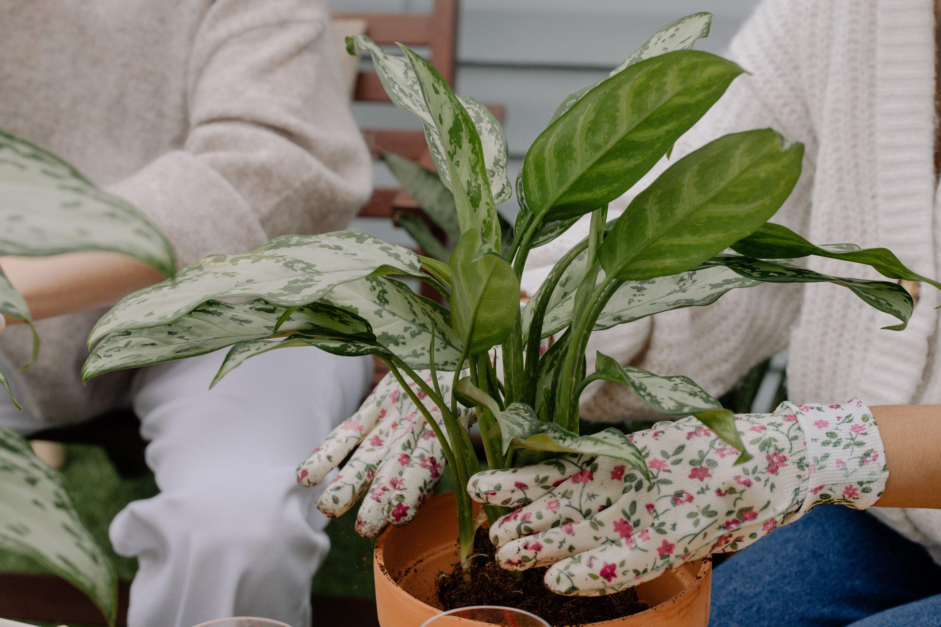 Aglaonema