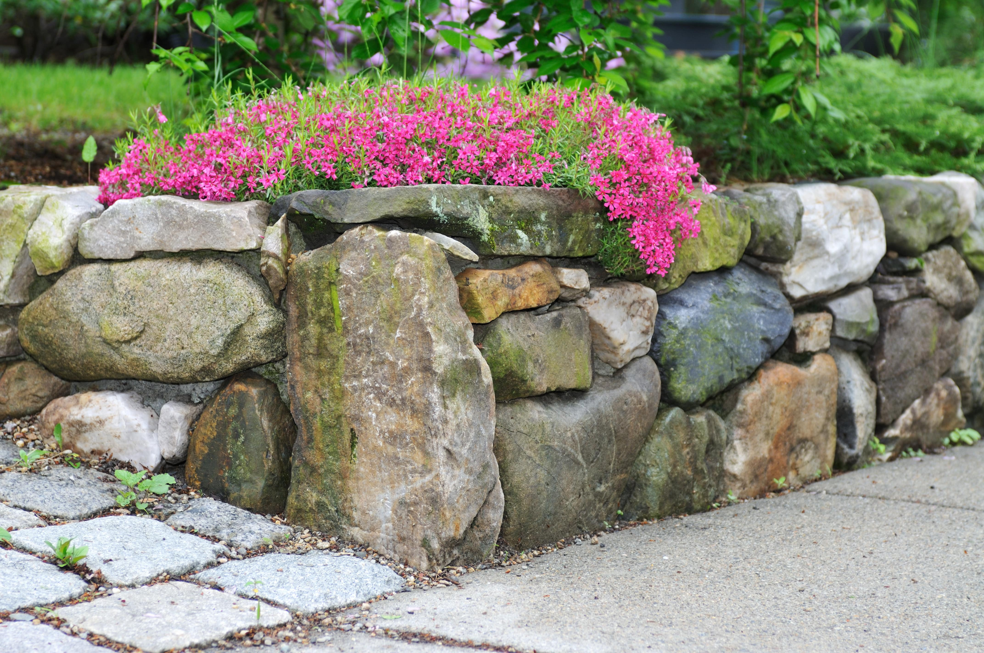 hang groundcover over a garden wall for a natural, established feel