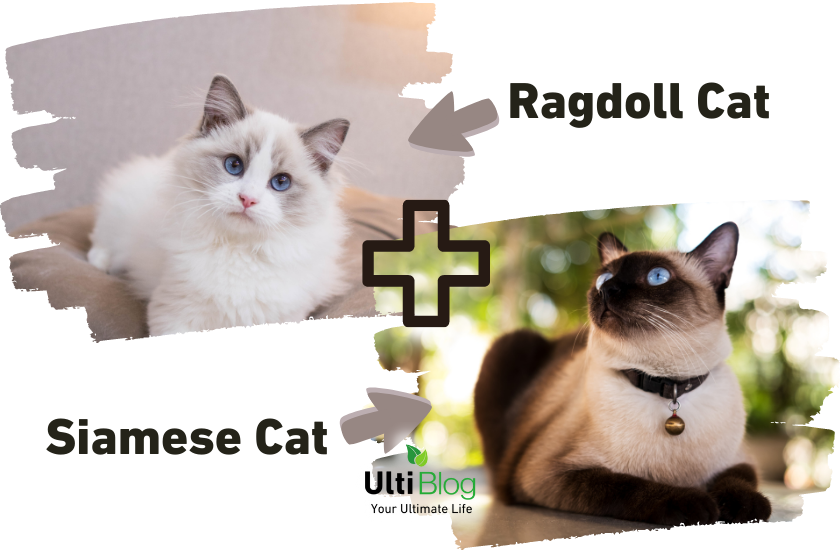 A Siamese Cat and a Ragdoll Cat in a post about Siamese Ragdoll Cat 