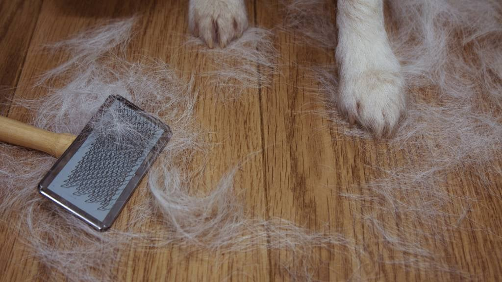 bbcd1680 7e53 439d 9f70 74694f16be5c Dog Hair Dilemma: Do Air Purifiers Help with Dog Hair?