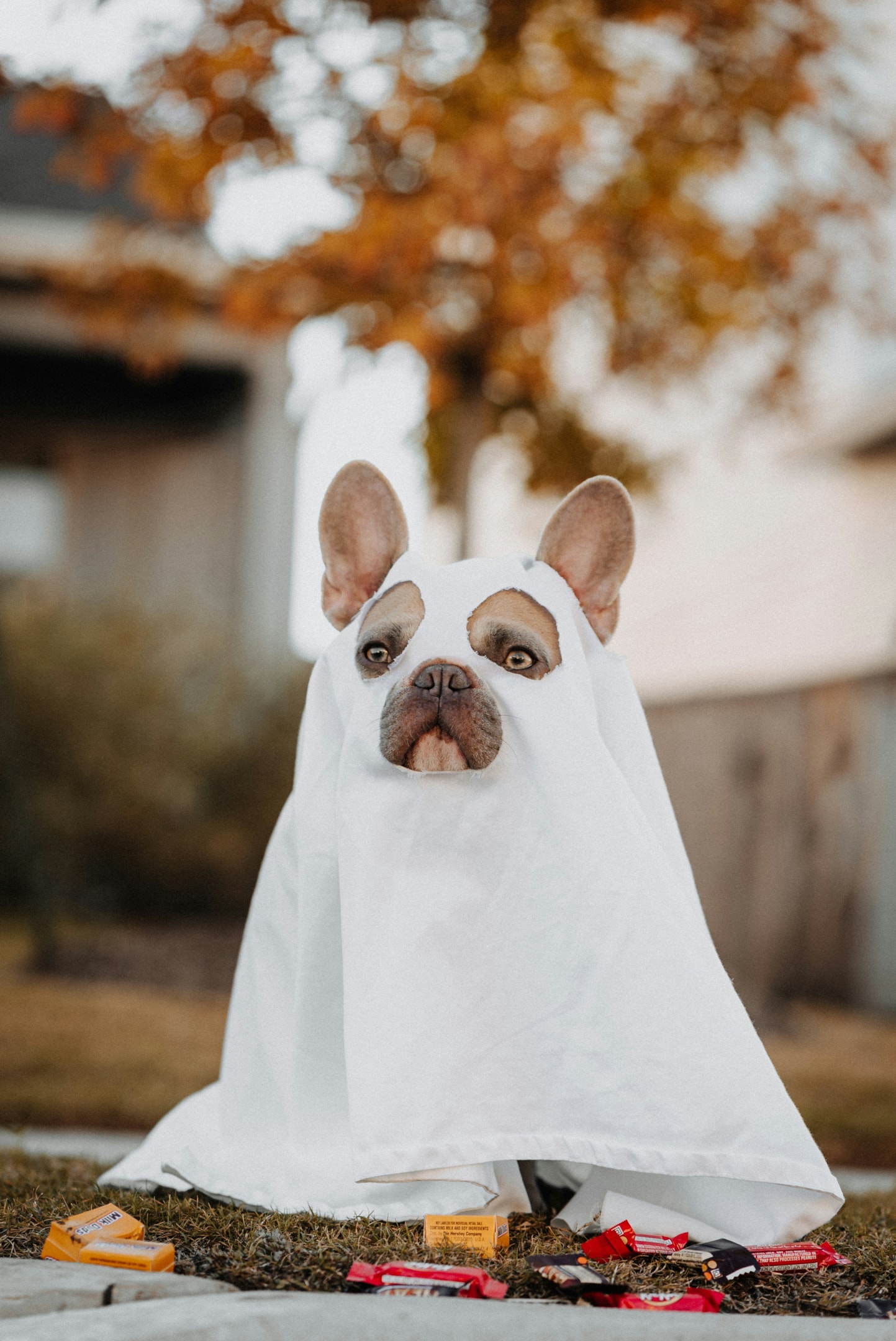 The best halloween costumes often include pets!