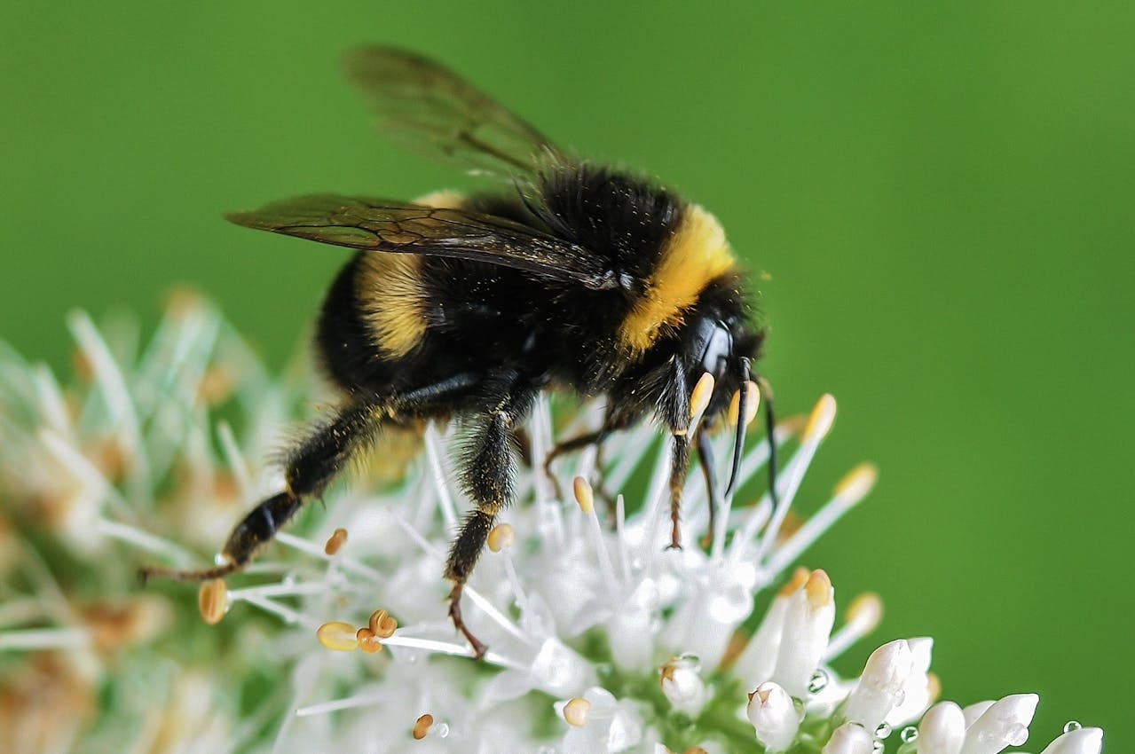 bumblebee species bumblebee species